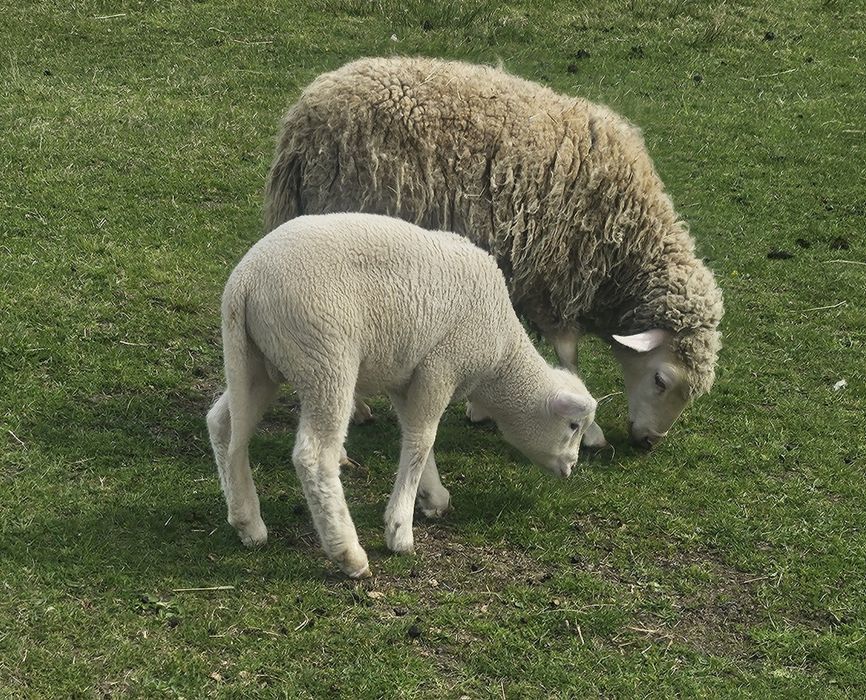 Vând berbecuț ile de france