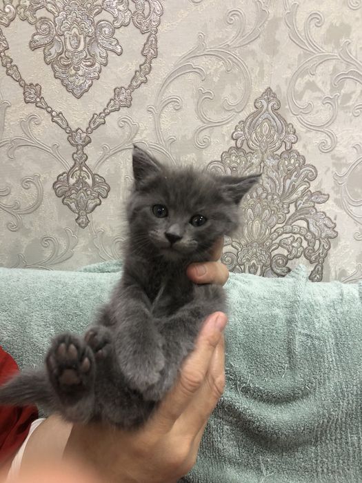 Oquseriysi heyland juda mexribon va shox scotish strayt juda aqqli