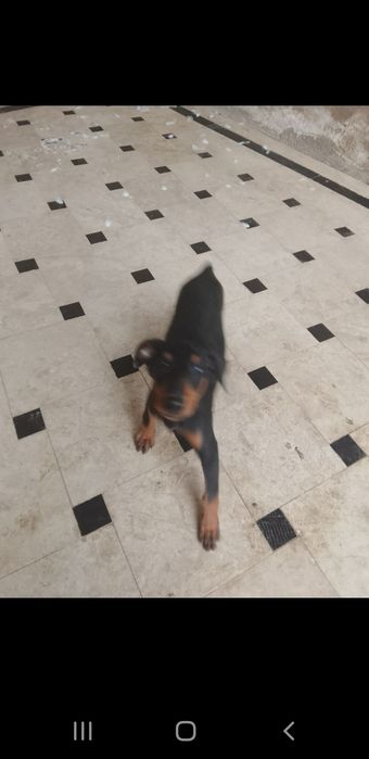 Добермана нар ва мода