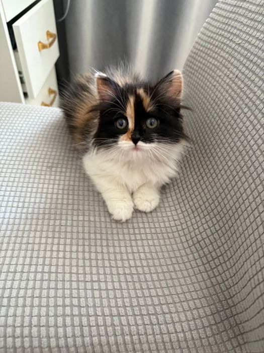 Котенок  девочка в добрые руки