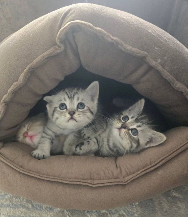 Шиншилла Мальчик, котенок 1,5 мес
