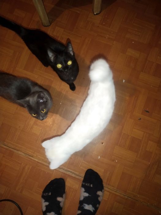 Котята  игровые больше месяца чистые все едят на лоток ходят