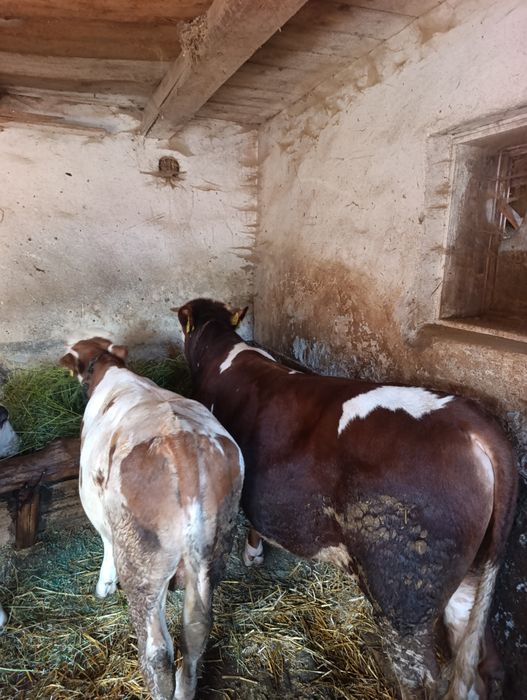 Tăurași de vânzare