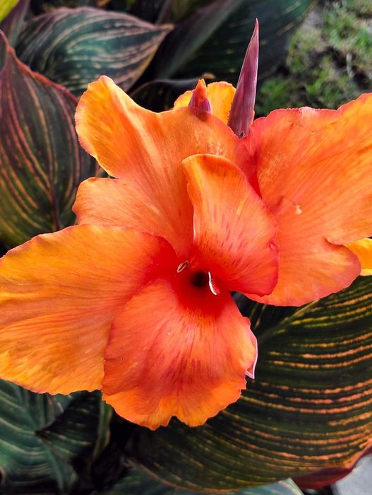 Vând rizomi canna indica