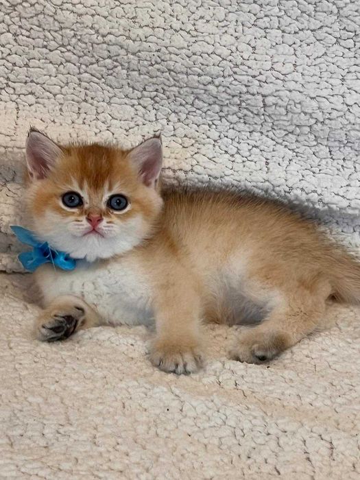 Băiețel șarmant british shorthair golden chinchilla!
