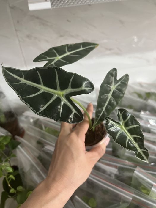 Комнатные растения