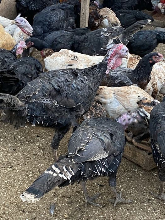 Erkak kurka sotiladi