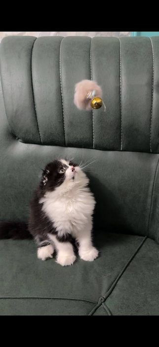 Срочно продается котик skotish fold highland