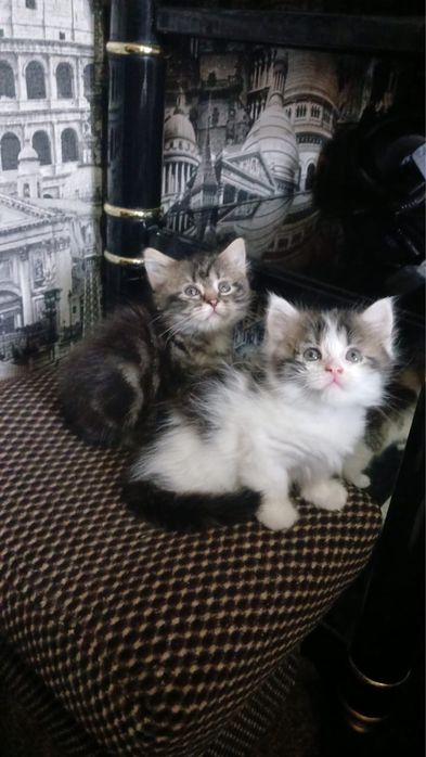 Отдам  котят девочки