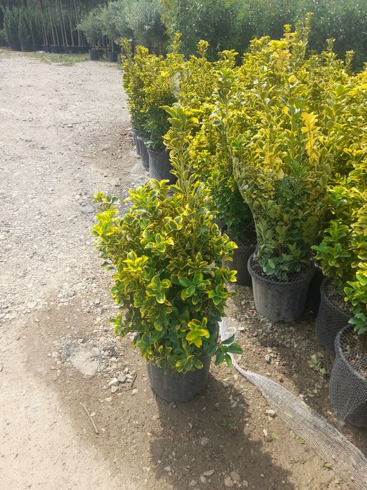 Mesteacăn  cu coaja alba Amenajări grădini copaci