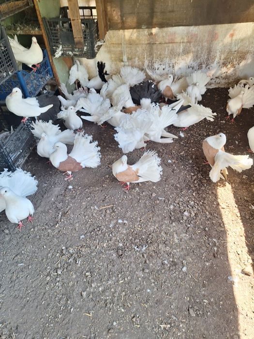 Porumbei pave porumbei