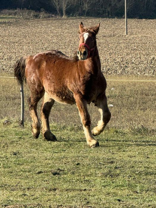 Vând mânză de 8 luni