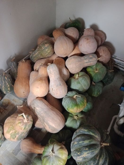 Продам кукурузу попкорма и тыкву