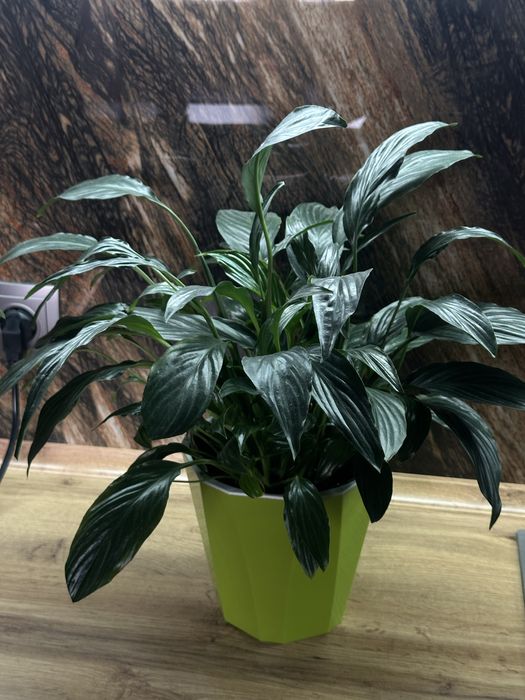 Спатифиллум женское счастье