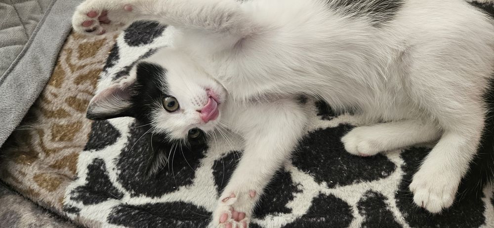 Котенок ищет дом