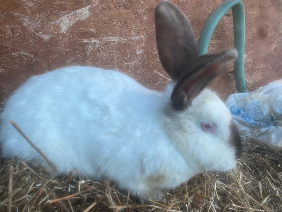 Iepurita Urias de Transilvania gestanta incrucisata cu Berbec German