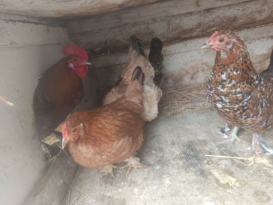 Găinușe pitice Familie 4+1