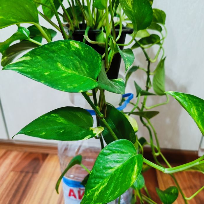 Комнатные растения -Эпипремнум