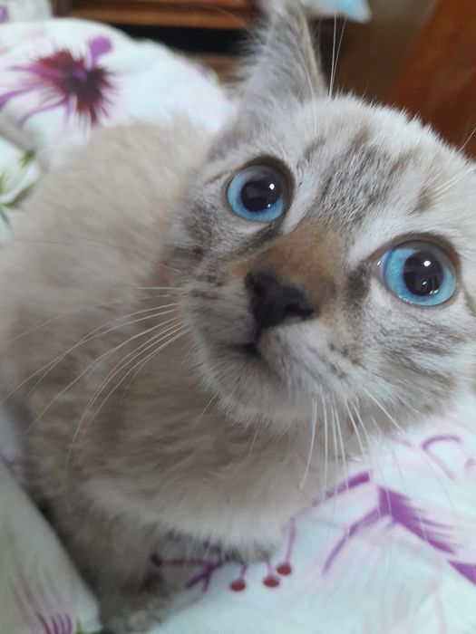 Отдам котенка девочка