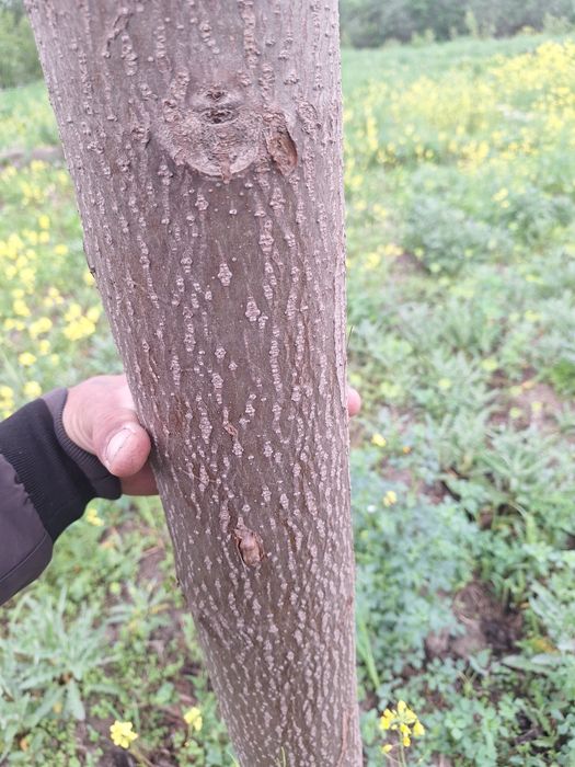 Павлония кучатлари бор.