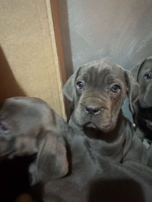 Кане Корсо Cane Corso is  an italiano breed mastiff