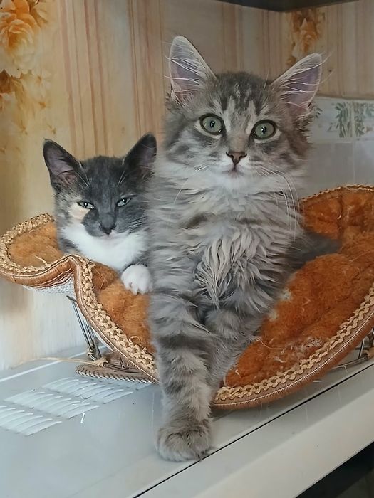 Котенок  3 месяца