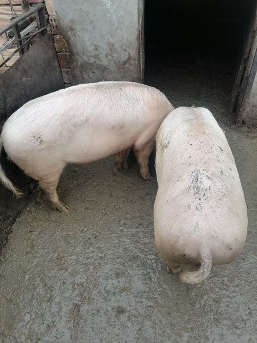 Спешно Продавам прасета за клане