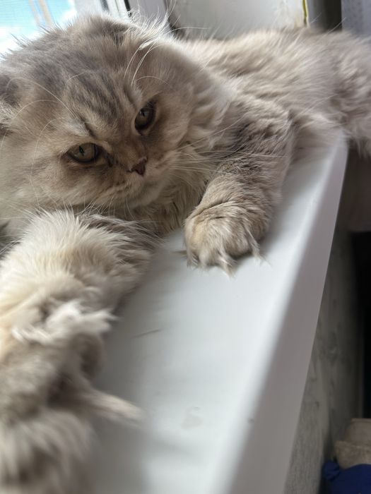 Продам кота срочно Скотиш фолд