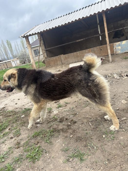 Сатылады Алабай күшік