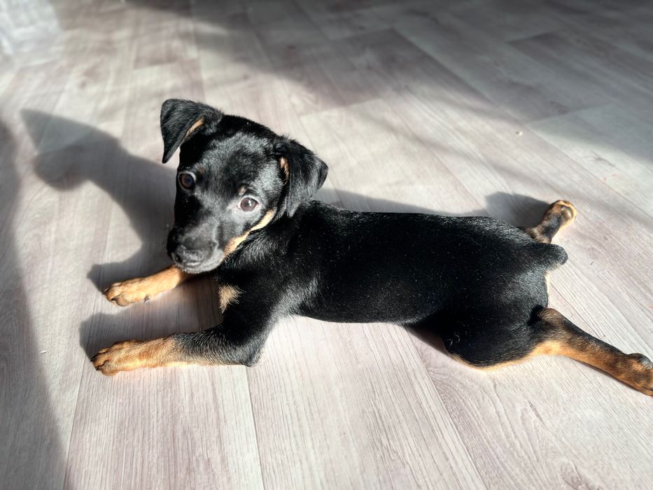 Пинчер кобелек .