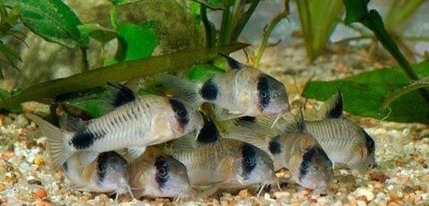 Коридорас Панда, есть и другие сомики
