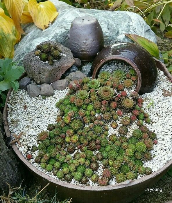 Gazon lanshaft palif hizmatlari bor joyiga qarab kelishgan holda