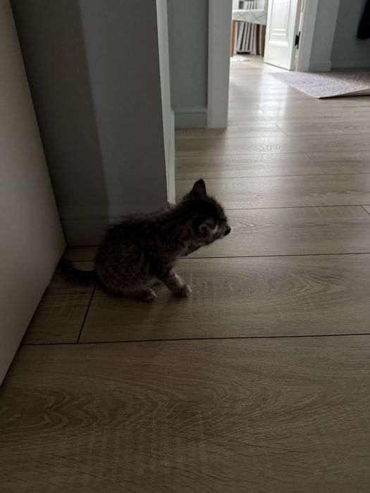Котёнок отдам в добрые руки