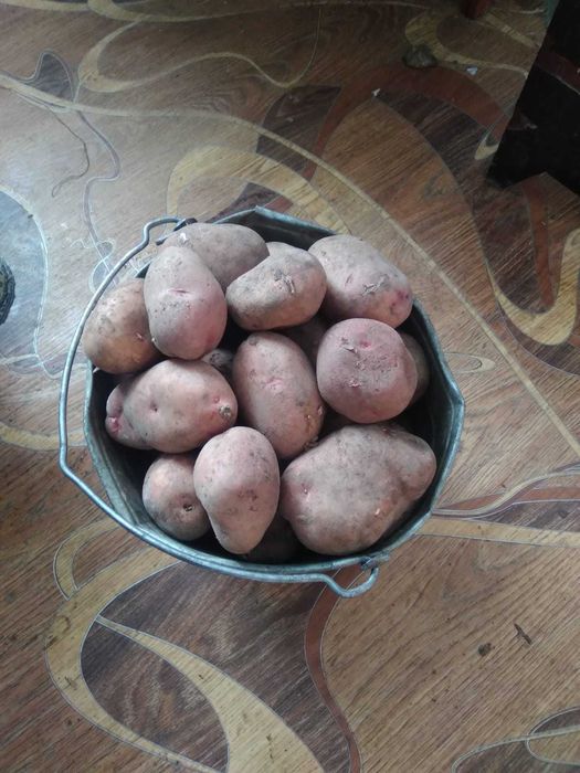 Продам картошку дачную