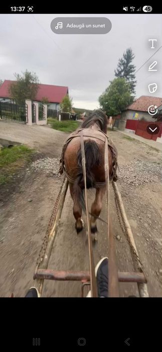 Se vinde sau schimbq cal sau schimb cu iapa