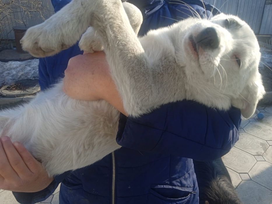 Щенки крысоловы девочки