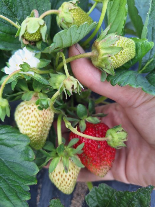 Саженцы клубники