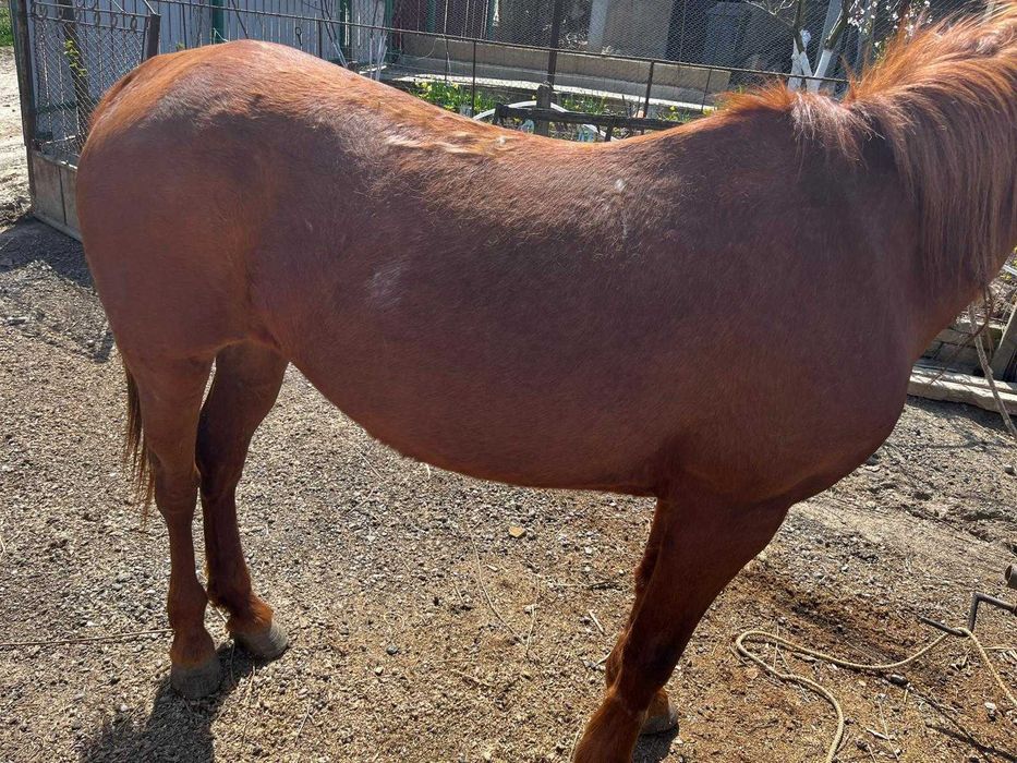 Iapă de 10 ani, cuminte, muncitoare, potrivită pentru orice gospodărie