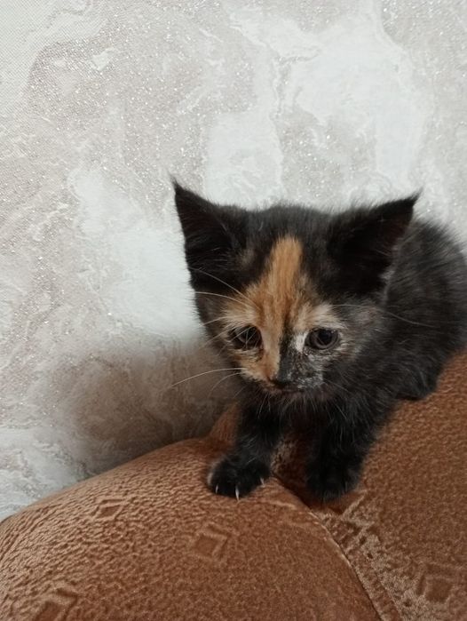 Отдам котёнка в добрые руки
