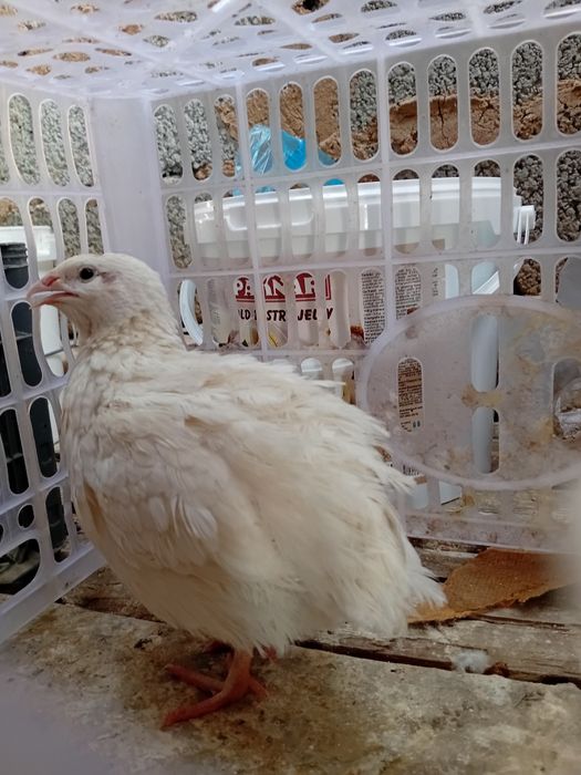 Бодене бөдене гигант