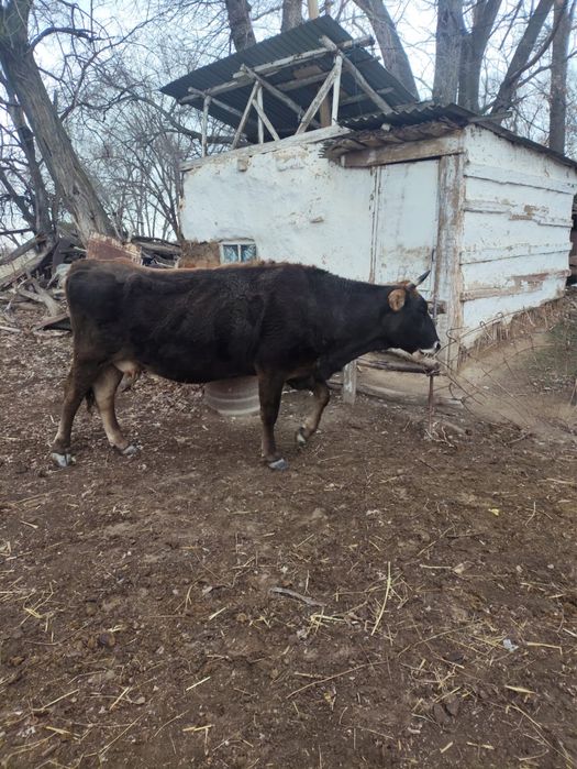 Продам коров, Алматинская обл