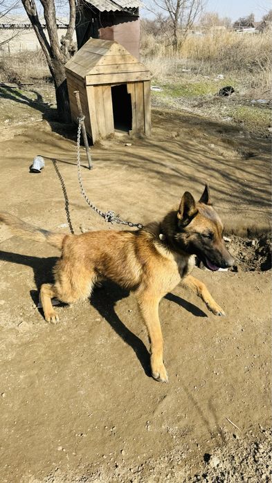 Продам Бельгийскую овчарку