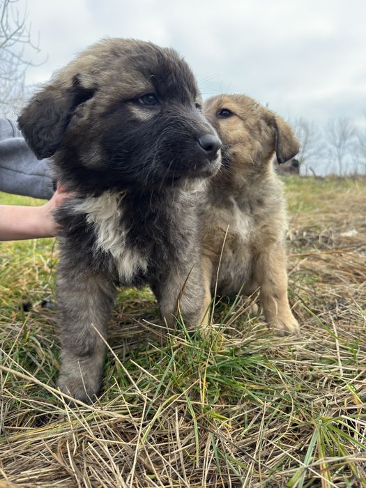 ‼️Donez Catei Talie Mare‼️