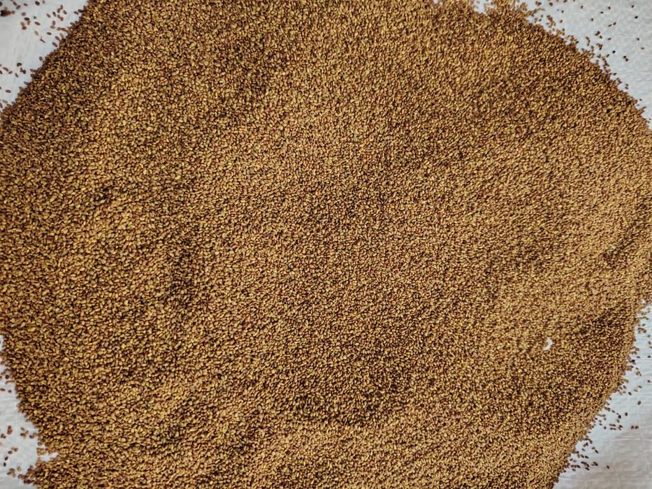 Vând semințe de lucernă