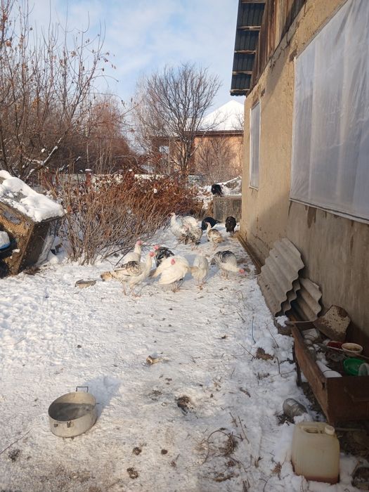 Птицы индюки и индюшки