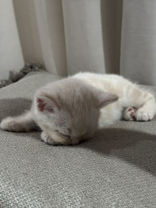 Котята британцы