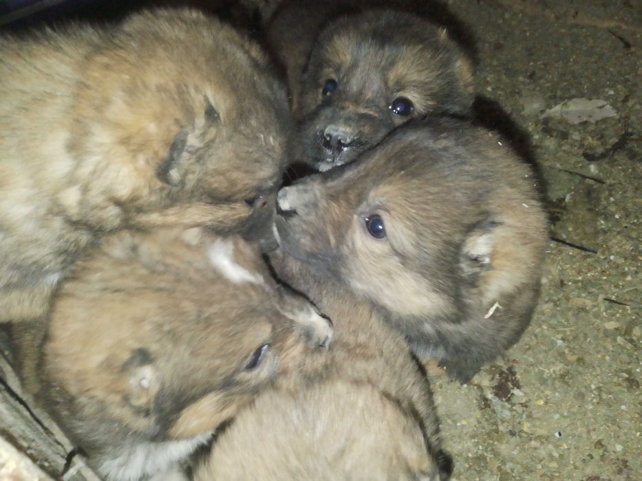 Кангал итни болалари 5дона нахи 1миллион