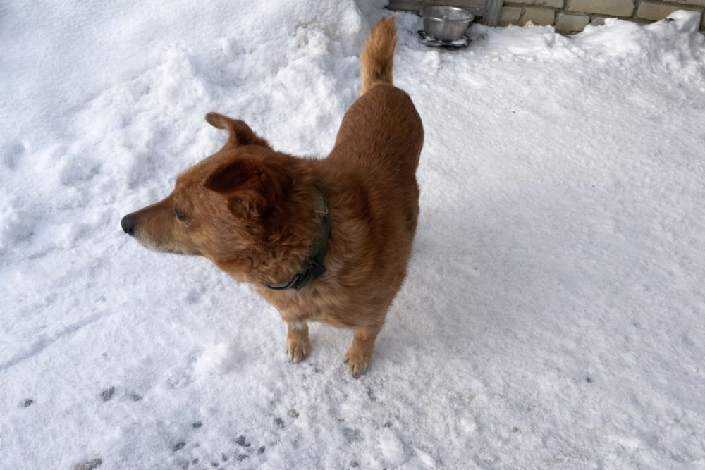 Бесплатно в добрые руки