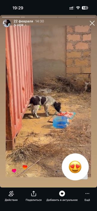 Щенки в Актау в добрые руки