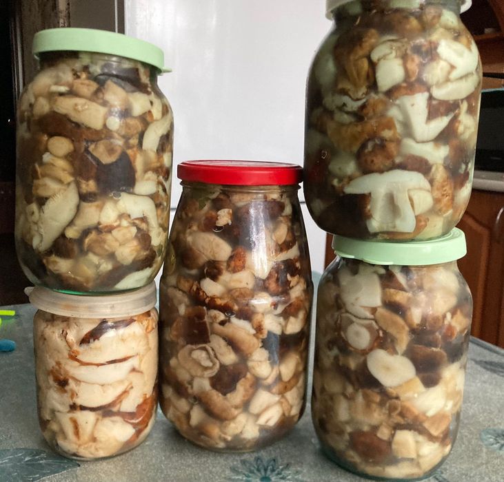 Продам грибы 2023